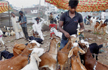 Hundreds of animals sacrificed at Chhatar Jatra in Odisha despite Supreme Court ban